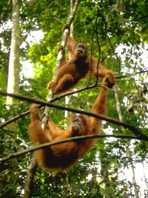 orangutanpreserve.jpg